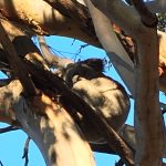 One of the male koalas spotted on a gumtree along Georges River Road.